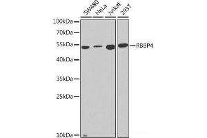 Western blot analysis of extracts of various cell lines using RBBP4 Polyclonal Antibody at dilution of 1:1000. (Retinoblastoma Binding Protein 4 anticorps)