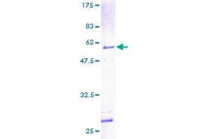 Image no. 1 for Acidic (Leucine-Rich) Nuclear phosphoprotein 32 Family, Member A (ANP32A) (AA 1-249) protein (GST tag) (ABIN1345148)