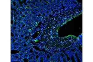 IF analysis of MCAM using anti-MCAM antibody (ABIN7601026). (MCAM anticorps  (AA 27-621))