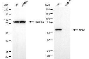 Western blotting analysis using NAE1 antibody (ABIN7799567).