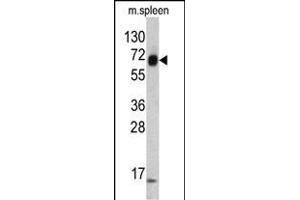 Western blot analysis of KRT4 antibody (C-term) (ABIN390684 and ABIN2840975) in mouse spleen tissue lysates (35 μg/lane).