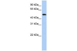 WB Suggested Anti-KIAA0157 Antibody Titration: 0. (FAM175B anticorps  (Middle Region))