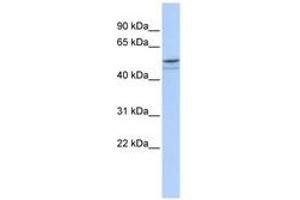 Image no. 1 for anti-DMRT-Like Family A1 (DMRTA1) (AA 179-228) antibody (ABIN6742358) (DMRTA1 anticorps  (AA 179-228))