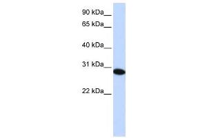 Western Blotting (WB) image for anti-PHD Finger Protein 19 (PHF19) antibody (ABIN2459400) (PHF19 anticorps)