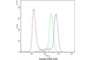 Flow cytometry testing of human K562 cells with Cyclin D3 antibody at 1ug/10^6 cells (blocked with goat sera)