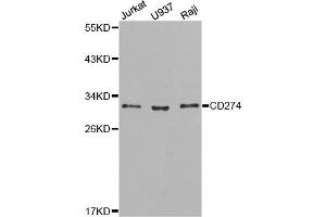 Western blot analysis of extracts of various cell lines, using CD274 antibody. (PD-L1 anticorps)