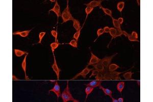 Immunofluorescence analysis of NIH/3T3 cells using DNAJA2 Polyclonal Antibody at dilution of 1:100. (DNAJA2 anticorps)