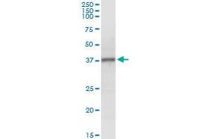 NMI MaxPab rabbit polyclonal antibody. (NMI anticorps  (AA 1-307))