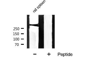 Western blot analysis of Filamin A phosphorylation expression in rat spleen tissue lysates,The lane on the right is treated with the antigen-specific peptide. (Filamin A anticorps  (pSer2152))