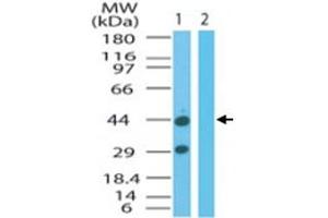 Western blot analysis of FNTA in mouse colon cell lysate in the 1) absence and 2) presence of immunizing peptide. (FNTA anticorps  (AA 150-250))