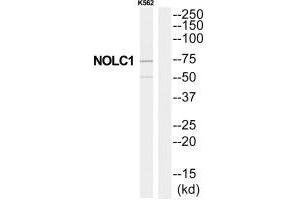 Western blot analysis of extracts from K562 cells, using NOLC1 antibody. (NOLC1 anticorps  (C-Term))