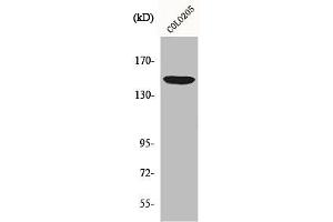 Western Blot analysis of COS7 cells using MRP7 Polyclonal Antibody