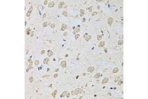 Immunohistochemistry of paraffin-embedded mouse brain using PSMC2 antibody.