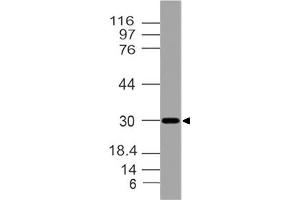 Image no. 1 for anti-Transmembrane BAX Inhibitor Motif Containing 6 (TMBIM6) (AA 1-200) antibody (ABIN5027485) (Bax Inhibitor 1 anticorps  (AA 1-200))