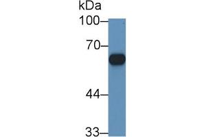 Western Blot; Sample: Mouse Adrenal gland lysate; Primary Ab: 1µg/ml Rabbit Anti-Rat CYP11B1 Antibody Second Ab: 0. (CYP11B1 anticorps  (AA 1-498))