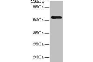 Western blot All lanes: RBMY1F antibody at 2 μg/mL + PC-3 whole cell lysate Secondary Goat polyclonal to rabbit IgG at 1/10000 dilution Predicted band size: 56, 48 kDa Observed band size: 56 kDa