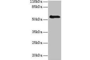 Western blot All lanes: RBMY1F antibody at 2 μg/mL + PC-3 whole cell lysate Secondary Goat polyclonal to rabbit IgG at 1/10000 dilution Predicted band size: 56, 48 kDa Observed band size: 56 kDa (RBMY1F anticorps  (AA 1-496))