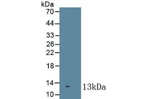 Detection of Recombinant IL8, Bovine using Monoclonal Antibody to Interleukin 8 (IL8) (IL-8 anticorps  (AA 23-101))
