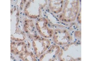Used in DAB staining on fromalin fixed paraffin- embedded kidney tissue (ERI1 anticorps  (AA 2-249))