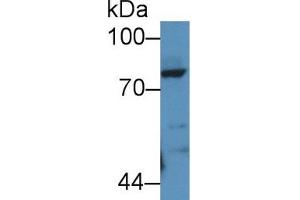 Western Blot; Sample: Rat Lung lysate; Primary Ab: 2µg/mL Rabbit Anti-Rat POSTN Antibody Second Ab: 0. (Periostin anticorps  (AA 24-173))