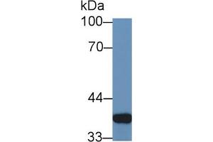 Western Blot; Sample: Rat Small intestine lysate; ;Primary Ab: 1µg/ml Rabbit Anti-Rat GAL4 Antibody;Second Ab: 0.