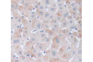 IHC-P analysis of Human Tissue, with DAB staining. (Fibrillin 1 anticorps  (AA 81-236))
