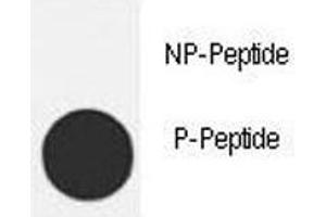 Dot blot analysis of p-MDM2 antibody.