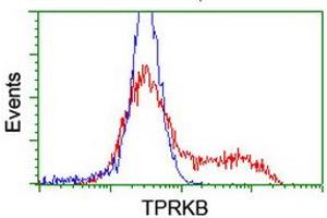 Image no. 2 for anti-TP53RK Binding Protein (TPRKB) antibody (ABIN1501485) (TPRKB anticorps)