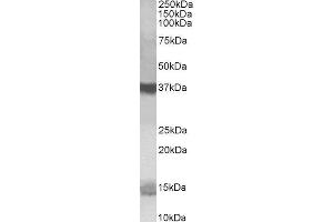 ABIN2564701 (1µg/ml) staining of K562 lysate (35µg protein in RIPA buffer). (Prefoldin-Like anticorps  (C-Term))