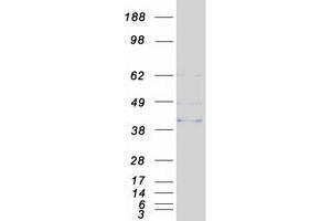 Validation with Western Blot