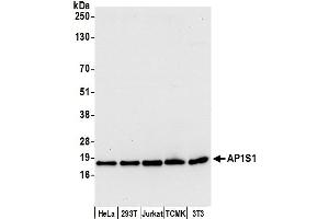anti-Adaptor Related Protein Complex 1 sigma 1 (AP1S1) (AA 108-158) antibody
