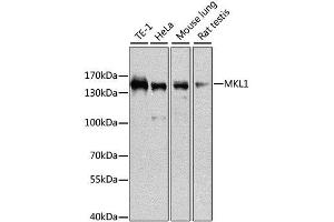 Western blot analysis of extracts of various cell lines, using MKL1 antibody. (MKL1 anticorps  (AA 1-280))