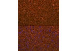 Immunofluorescence analysis of mouse liver using  Rabbit mAb (ABIN7265440) at dilution of 1:100 (40x lens).