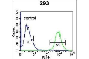 anti-Osteoglycin (OGN) (AA 246-276), (C-Term) antibody