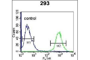 OGN Antibody (C-term) (ABIN655617 and ABIN2845097) flow cytometric analysis of 293 cells (right histogram) compared to a negative control cell (left histogram). (OGN anticorps  (C-Term))