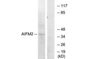 Western blot analysis of extracts from COS7 cells, using AIFM2 Antibody. (AIFM2 anticorps  (AA 141-190))