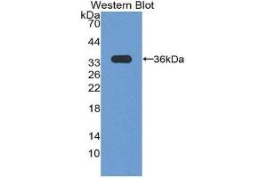 Western Blotting (WB) image for anti-Cyclin D3 (CCND3) (AA 1-292) antibody (ABIN2116693) (Cyclin D3 anticorps  (AA 1-292))