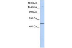 Image no. 1 for anti-PR Domain Containing 15 (PRDM15) (AA 900-949) antibody (ABIN6740934) (PRDM15 anticorps  (AA 900-949))