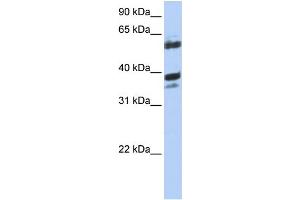 WB Suggested Anti-DNAJB1 Antibody Titration: 0. (DNAJB1 anticorps  (N-Term))