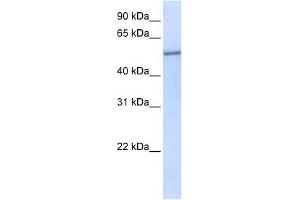 EIF2S3 antibody used at 1 ug/ml to detect target protein. (EIF2S3 anticorps  (N-Term))