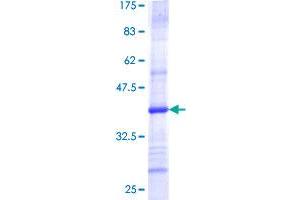 SDS-PAGE (SDS) image for Translocase of Outer Mitochondrial Membrane 40 Homolog (TOMM40) (AA 276-361) protein (GST tag) (ABIN1790279)