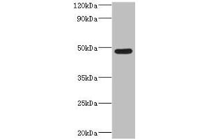 Western blot All lanes: IFT57 antibody at 2 μg/mL + Mouse lung tissue Secondary Goat polyclonal to rabbit IgG at 1/10000 dilution Predicted band size: 49 kDa Observed band size: 49 kDa (IFT57 anticorps  (AA 170-429))