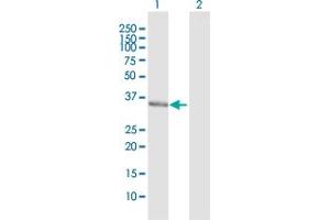 Western Blot analysis of TCEA2 expression in transfected 293T cell line by TCEA2 MaxPab polyclonal antibody.
