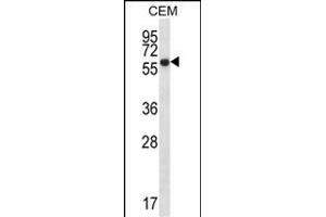 ERO1L Antibody (C-term) (ABIN657228 and ABIN2846330) western blot analysis in CEM cell line lysates (35 μg/lane). (ERO1L anticorps  (C-Term))
