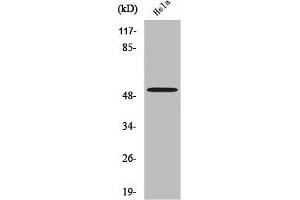 Western Blot analysis of MCF7 cells using Septin 7 Polyclonal Antibody (Septin 7 anticorps  (C-Term))