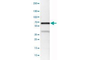 Western Blot analysis of MCF-7 cell lysate with VANGL1 monoclonal antibody, clone CL0241 . (Vangl1 anticorps)