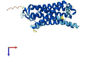AlphaFold protein structure predicition of Human Recombinant OR8D1 Protein, UniprotID Q8WZ84