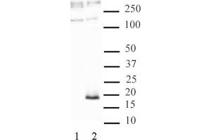 Histone H3.3 anticorps  (pSer31)