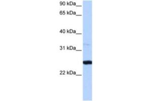 Western Blotting (WB) image for anti-phosphoribosyl Transferase Domain Containing 1 (PRTFDC1) antibody (ABIN2463223) (PRTFDC1 anticorps)