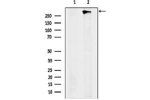 Western blot analysis of lysates from Hybridoma cells, using ZFHX4 Antibody.